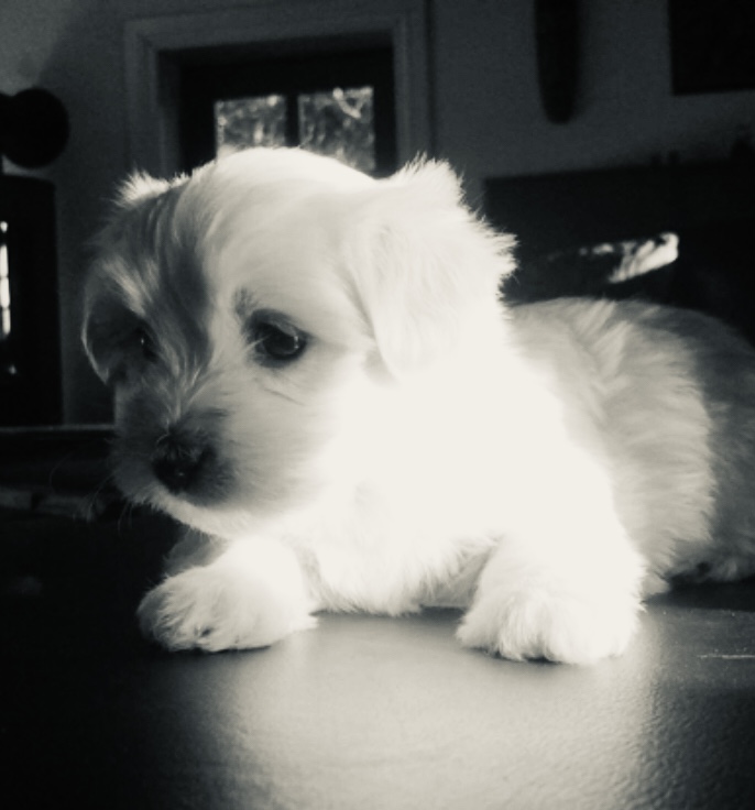 Kennel helboes coton dreams bomuldshund allegivenlig